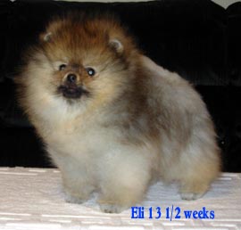 Puppy Eli 13 1-2 weeks(1).jpg (80826 bytes)